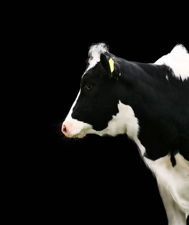 A spotted heifer on black backgroundの写真素材