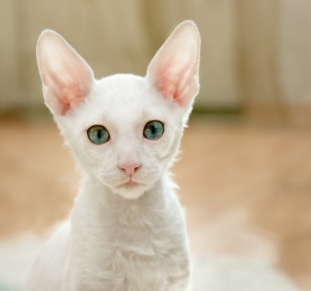 White kitten's staringの写真素材