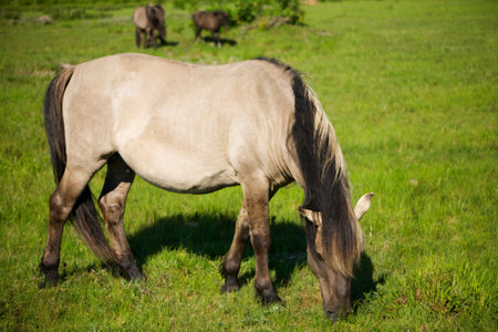 Wild horse (tarpan)の写真素材