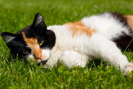 Cat on a grassの写真素材