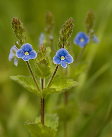 The flower of veronikaの写真素材