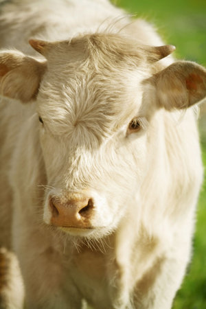 Calf of wild oxの写真素材