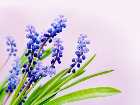 Forest's flowers on light lilac backgroundの写真素材