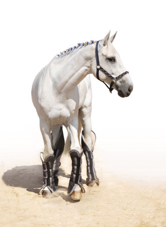 Graceful light grey stallion in full-lengthの写真素材
