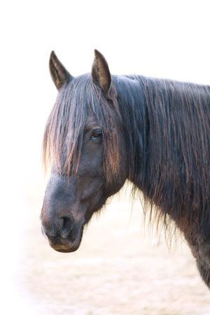 Head of dirty and sick horseの写真素材