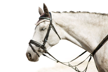 Head of grey resting horseの写真素材