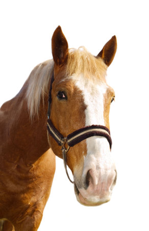 Head of the carthorse on the white backgroundの写真素材