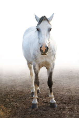 The  light grey ponyの写真素材