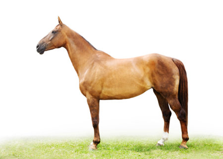 The red-haired horse (lateral view)の写真素材