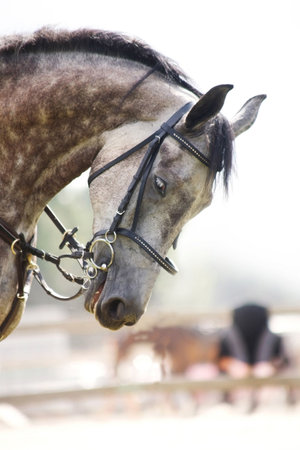 Tired dappled grey horseの写真素材
