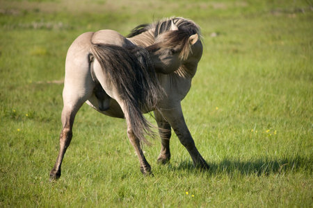 Wild stallion of tarpanの写真素材