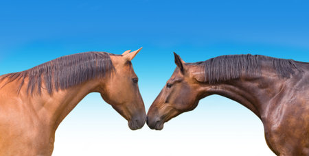 Two horsesの写真素材