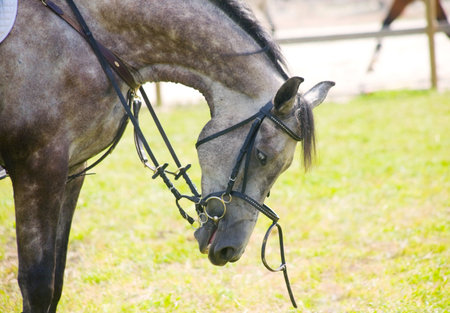 Tired dappled grey horseの写真素材