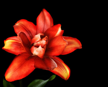 Red lily flower, Lilium, isolated on black の写真素材