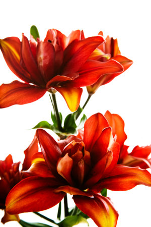 Red lily flower, Lilium, isolated on whiteの写真素材