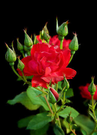 red rose with water drop on black background の写真素材