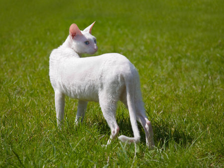 The white cat outdoorの写真素材