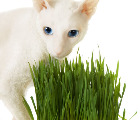 White  cornish-rex and green grassの写真素材