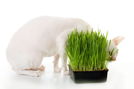 White  cornish-rex's eating grassの写真素材