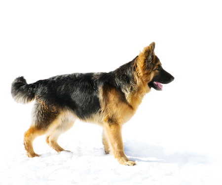 Pappy of german shepherd dog (sideview)の写真素材