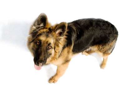  Pappy of german shepherd dog (top view)の写真素材