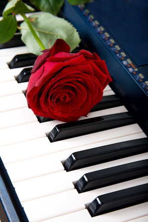 The red double rose on buttonsの写真素材