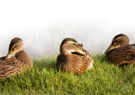 mallard young ducksの写真素材