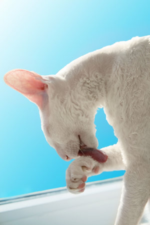 White cat licks his leg