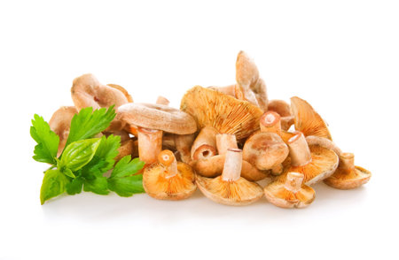 orange agarics (Lactarius deliciosus) on whiteの写真素材