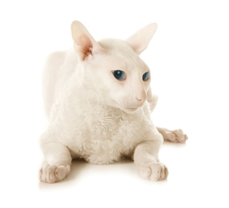 White cat on the white backgroundの写真素材