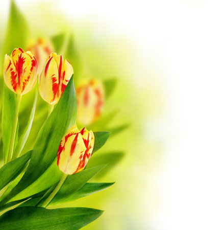 Floral border with tulipsの写真素材