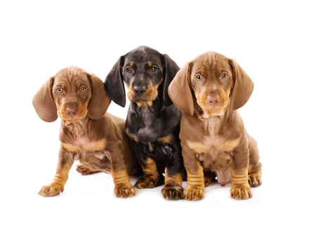 Three puppies of badger-dogの写真素材