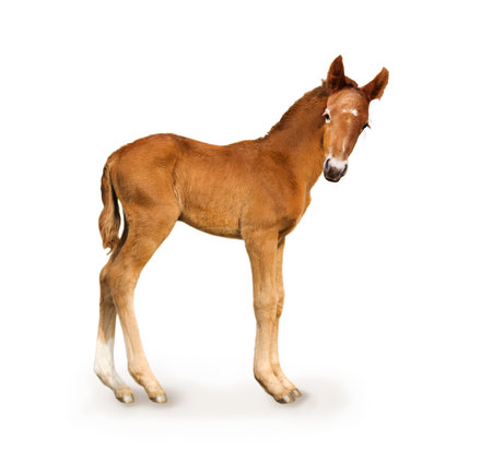 Newborn foal (only 4 days)の写真素材