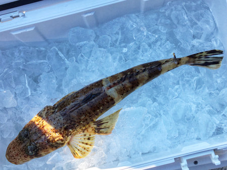Fish which has been just fished by boat fishing.