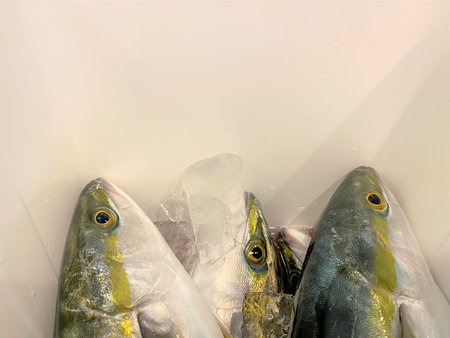 Catch of a big catch of yellow tail by boat fishing.