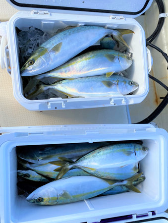 Catch of a big catch of yellow tail by boat fishing.