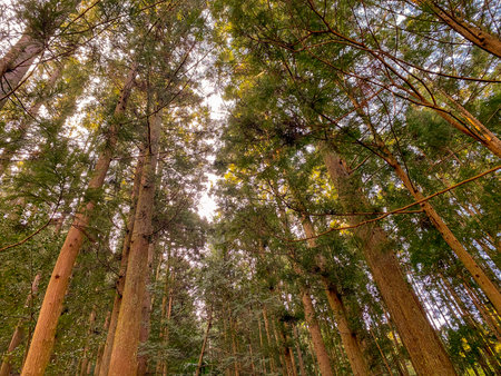 Mountain trees and blue sky and sun in Japanese forest.の写真素材