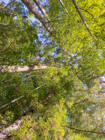 Mountain trees and blue sky and sun in Japanese forest.