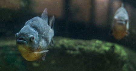 piranhas in an aquariumの写真素材