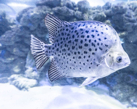 fish in an aquariumの写真素材