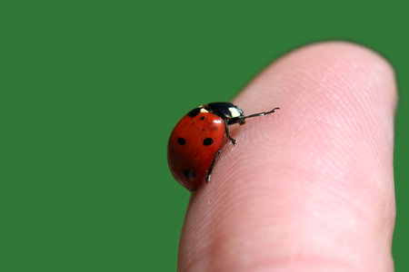 Ladybird on the finger