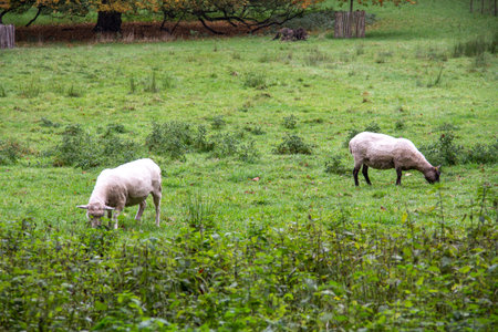 Two white sheeps eating grass in forest pastureの写真素材