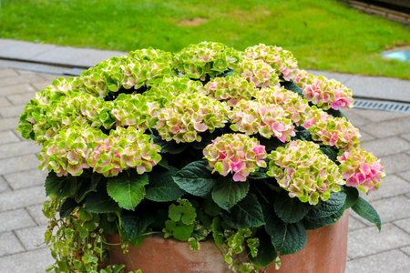 A big pot of flowers placed outside a hotel in Hamburg, Germanyの写真素材