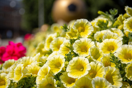 A big bouquet of yellow, sunlit flowers with green leavesの写真素材