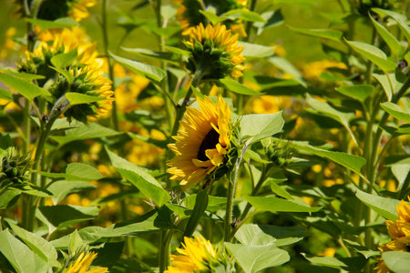 A sunny field of yellow sunflowers with green fields a warm summer dayの写真素材