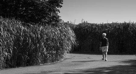Woman walking between forests of reedのeditorial素材