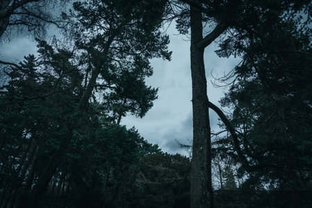 Sky is coming through the dark and moody pine tree forest