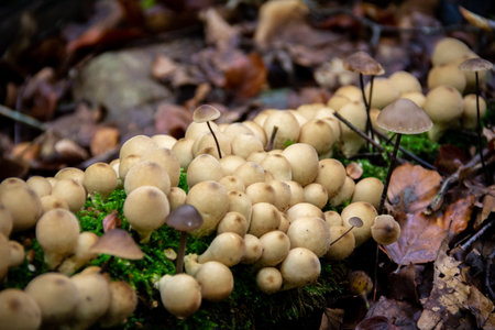 A big cluster of different mushrooms growing out of an old moss covered wooden log.の写真素材