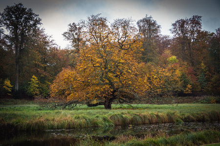 An old tree stands in the middle of a green field sourrounded by water. The tree itself has orange leaves this October fall dayの写真素材