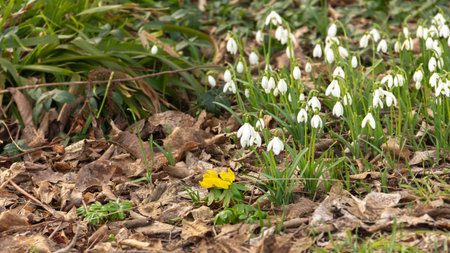 The white Galanthus flower peeking up next to yellow flower early winter (February) in Swedenの写真素材